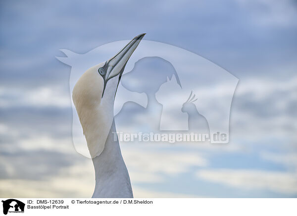 Basstlpel Portrait / gannet portrait / DMS-12639