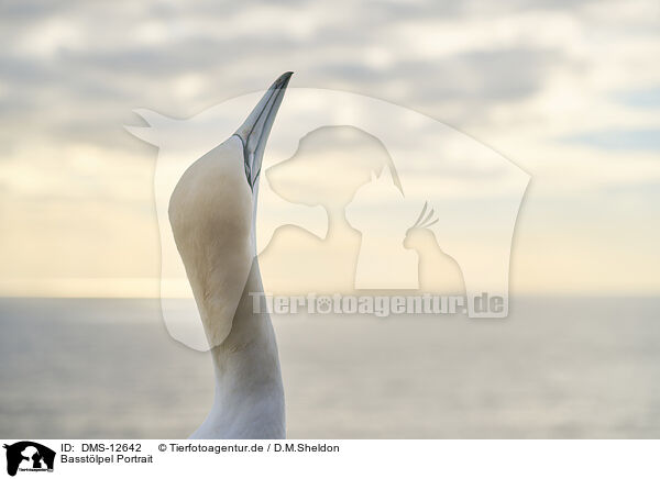 Basstlpel Portrait / gannet portrait / DMS-12642