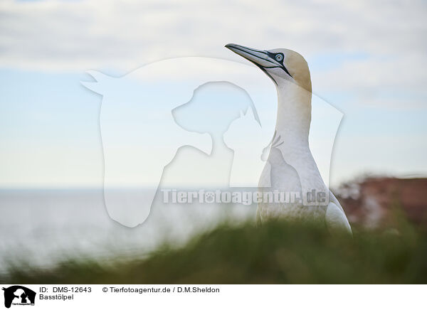 Basstlpel / gannet / DMS-12643