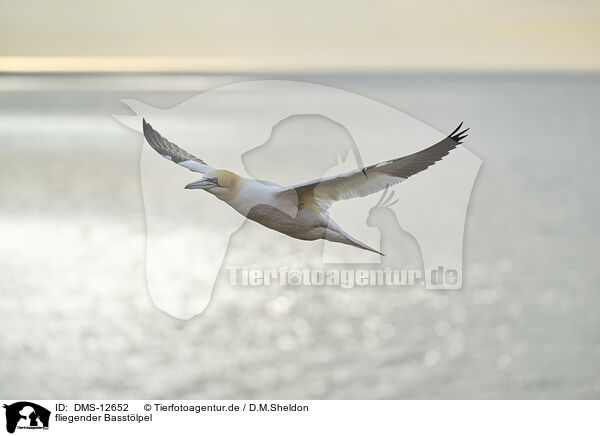 fliegender Basstlpel / flying gannet / DMS-12652