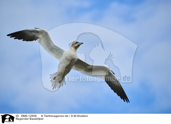 fliegender Basstlpel / flying gannet / DMS-12658