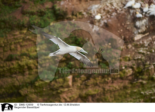 fliegender Basstlpel / flying gannet / DMS-12659