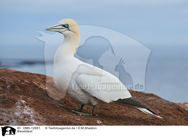 Basstlpel / gannet / DMS-12661