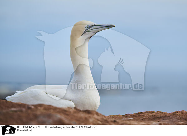 Basstlpel / gannet / DMS-12662