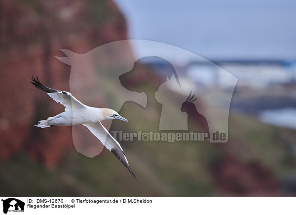 fliegender Basstlpel / flying gannet / DMS-12670