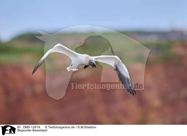 fliegender Basstlpel / flying gannet / DMS-12674