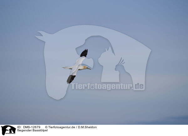 fliegender Basstlpel / flying gannet / DMS-12679