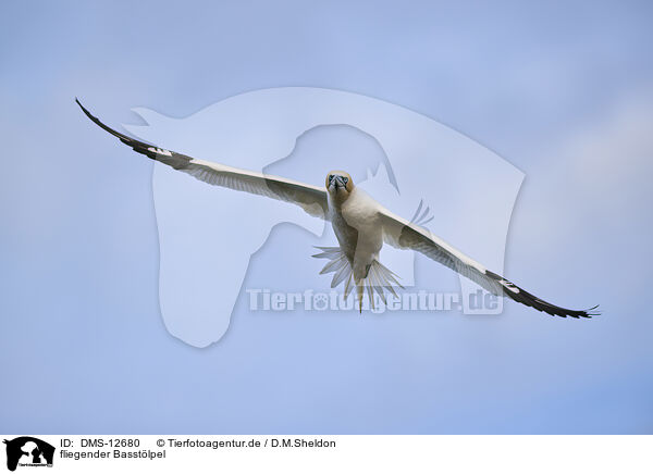 fliegender Basstlpel / flying gannet / DMS-12680