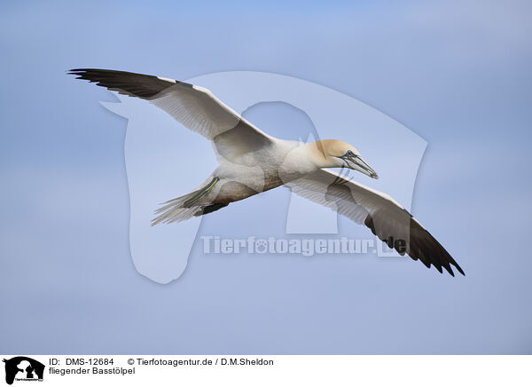 fliegender Basstlpel / flying gannet / DMS-12684