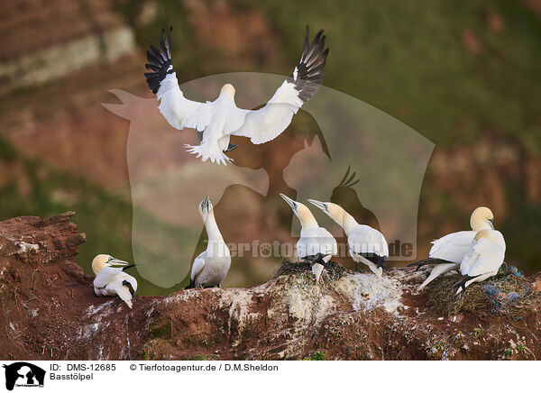 Basstlpel / gannet / DMS-12685