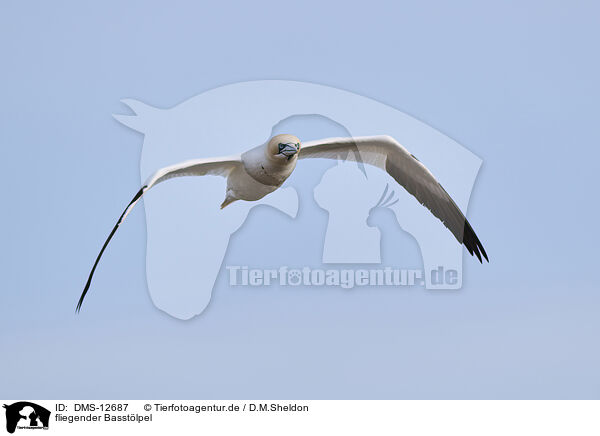 fliegender Basstlpel / flying gannet / DMS-12687