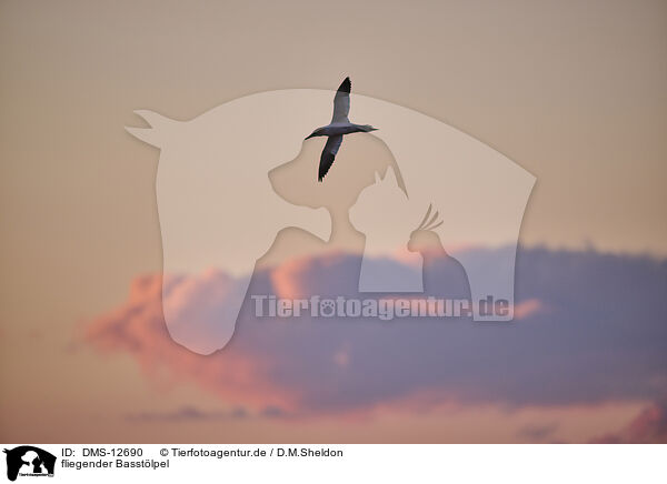 fliegender Basstlpel / flying gannet / DMS-12690