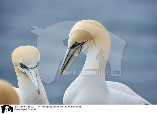 Basstlpel Portrait / gannet portrait / DMS-12692