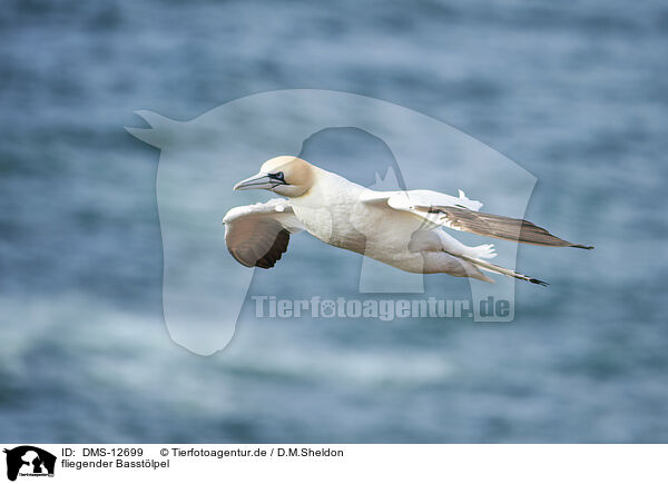 fliegender Basstlpel / flying gannet / DMS-12699