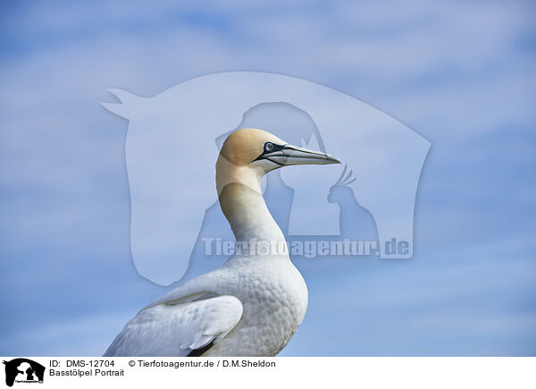 Basstlpel Portrait / gannet portrait / DMS-12704
