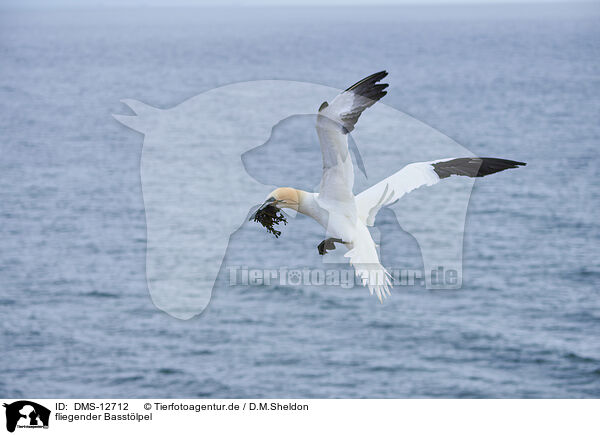 fliegender Basstlpel / flying gannet / DMS-12712