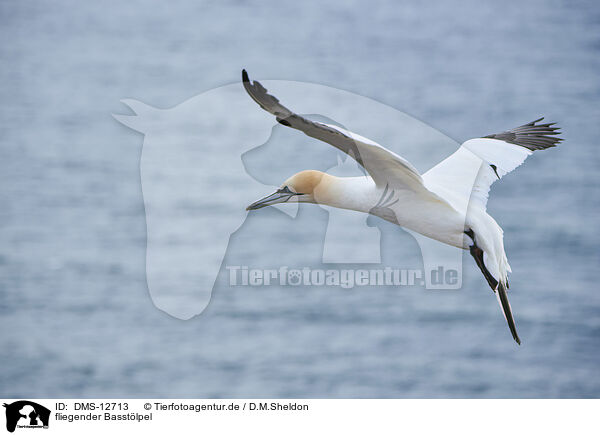 fliegender Basstlpel / flying gannet / DMS-12713