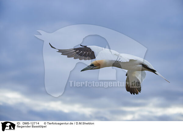 fliegender Basstlpel / flying gannet / DMS-12714