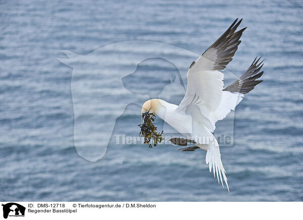 fliegender Basstlpel / flying gannet / DMS-12718