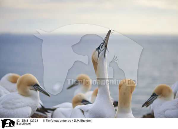 Basstlpel / gannet / DMS-12721