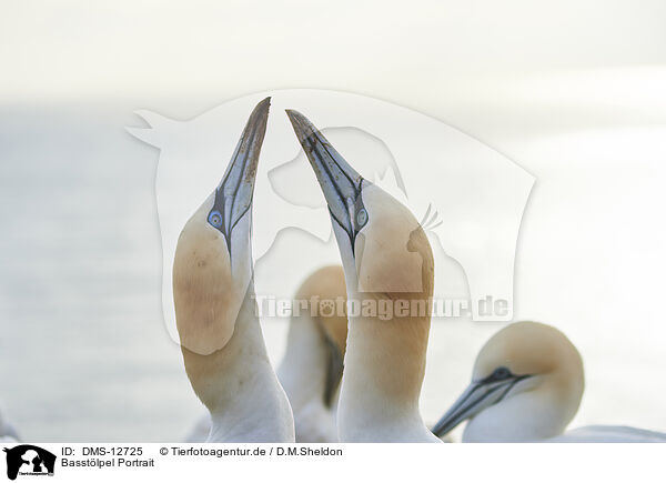 Basstlpel Portrait / gannet portrait / DMS-12725