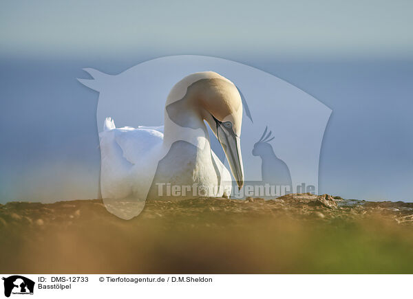 Basstlpel / gannet / DMS-12733