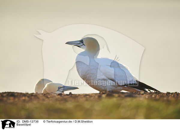 Basstlpel / gannet / DMS-12736