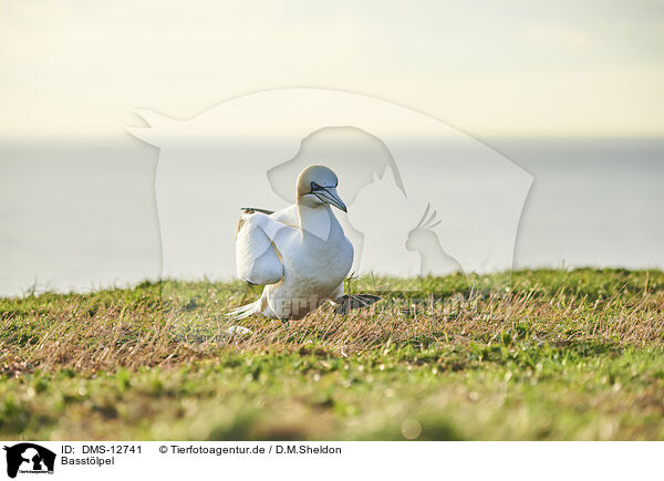 Basstlpel / gannet / DMS-12741
