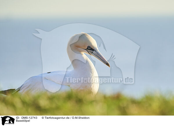 Basstlpel / gannet / DMS-12743