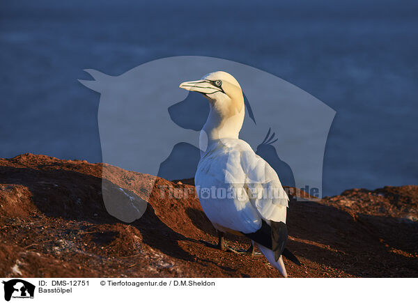 Basstlpel / gannet / DMS-12751