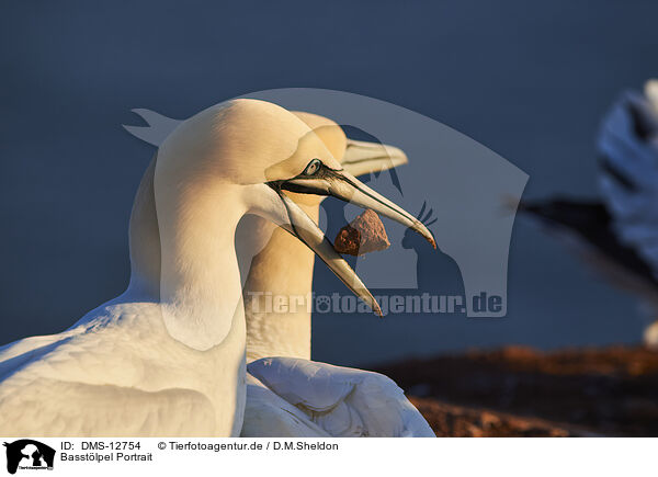 Basstlpel Portrait / gannet portrait / DMS-12754