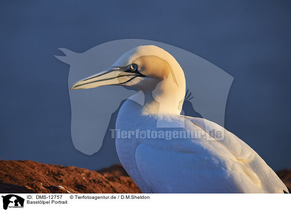 Basstlpel Portrait / gannet portrait / DMS-12757