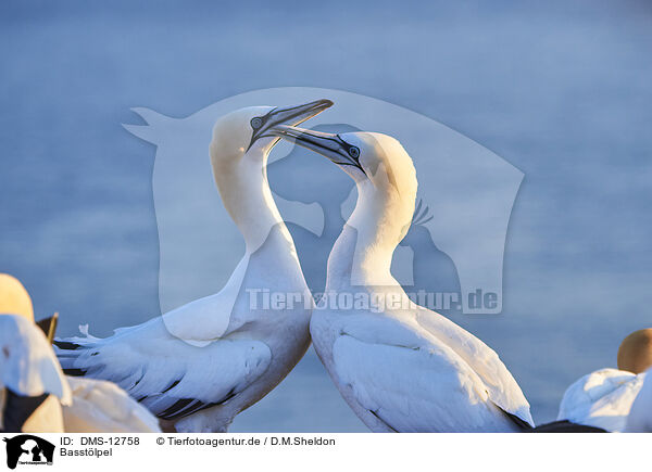 Basstlpel / gannet / DMS-12758