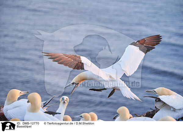 Basstlpel / gannet / DMS-12770