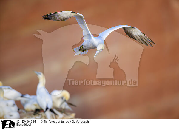 Basst�lpel / northern gannet / DV-04214