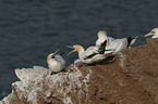 Streitende Basstoelpel auf Helgoland