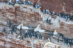 Vogelschwarm auf einem Felsen