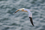 fliegender Basstlpel