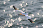 fliegender Basstlpel