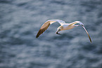 fliegender Basstlpel