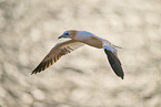 fliegender Basstlpel