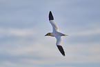 fliegender Basstlpel