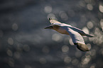 fliegender Basstlpel