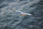 fliegender Basstlpel
