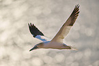 fliegender Basstlpel