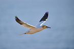 fliegender Basstlpel