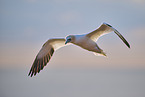 fliegender Basstlpel