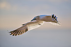 fliegender Basstlpel