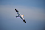 fliegender Basstlpel