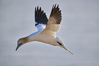 fliegender Basstlpel